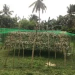 Preview photo of range net for chickens