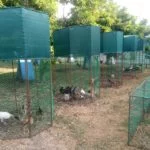 Preview photo of shade net for chickens