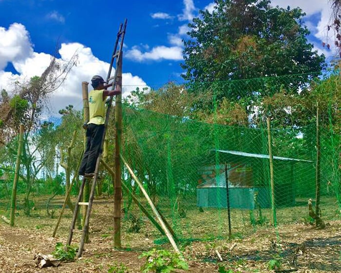 Preview photo of range net for chickens