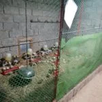 Preview photo of range net for chickens