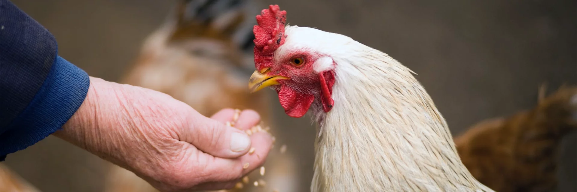 You are currently viewing Here’s How Philippine Ranging Nets Makes Healthier and Happier Chickens