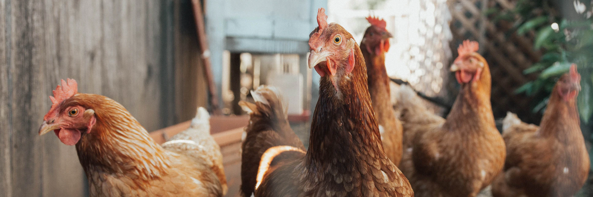 You are currently viewing Know Your Facts About the Benefits of Free-range Chicken