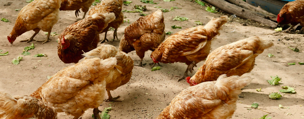 Free range chickens at feeding time