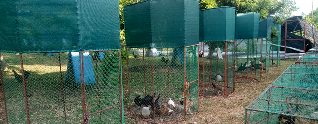 Shade nets preventing chicken heat stress