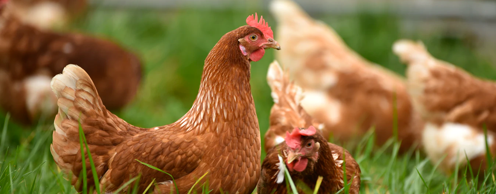 chickens enjoy grass