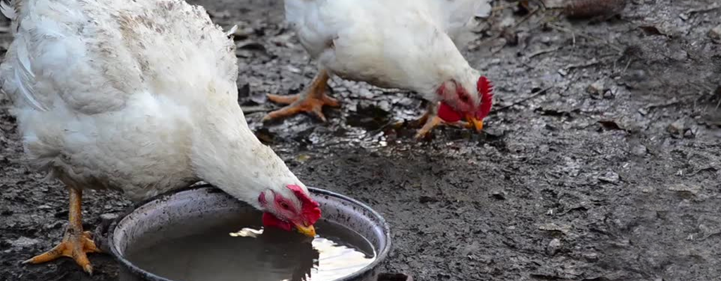 free-range chickens drinking water