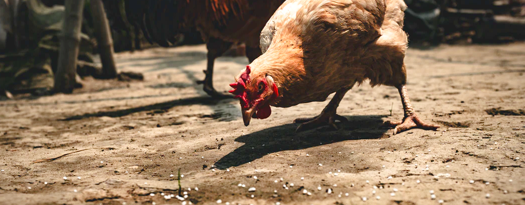 giving your free-range chickens the right food will help them grow