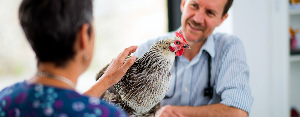 free-range chicken getting immunizations