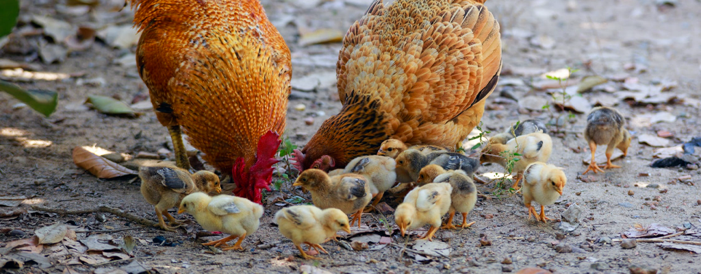 free-range chickens with their chicks