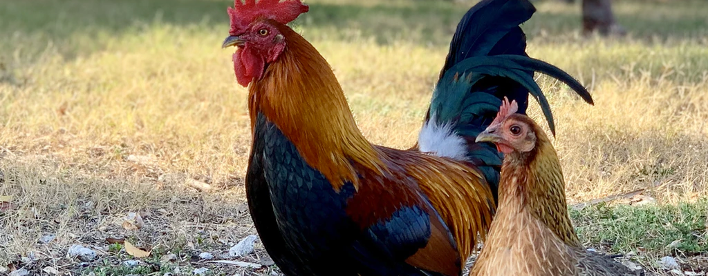 chickens in a field