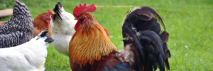 Read more about the article Back to Basics Free Range Chicken Production