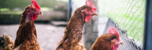 Read more about the article Free Range Nets and Other Ways to Keep Your Chickens Healthy and Safe From Predators