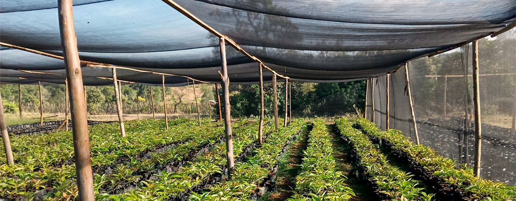 greenhouse shade nets can help your plants grow