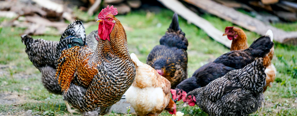 different types of free range chicken