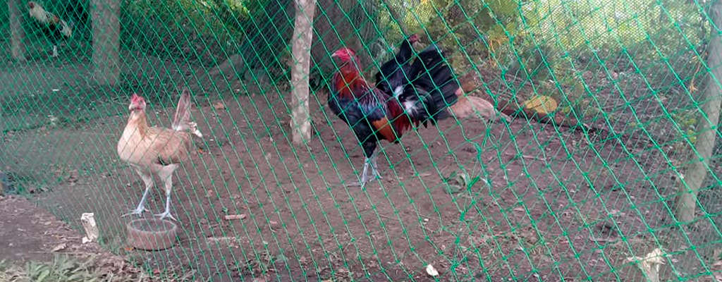 free range chicken production that utilizes organic farming systems