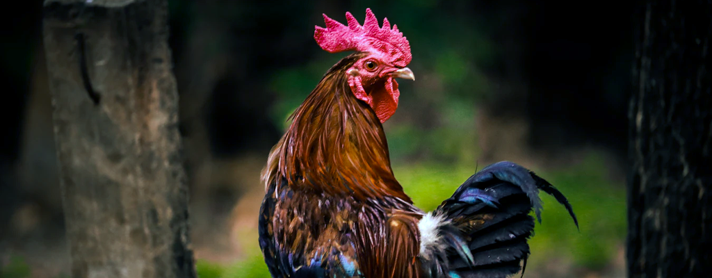 rooster on alert