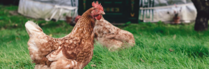 Read more about the article Why Space and Free Range Nets Are the First Things You Need to Raise Chickens