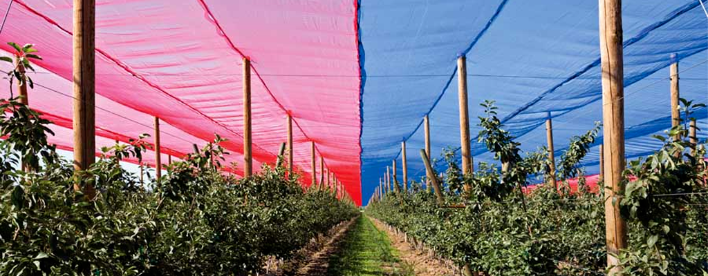 red and blue greenhouse shade nets