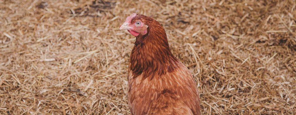 aside from range nets, chickens also need a comfy bedding