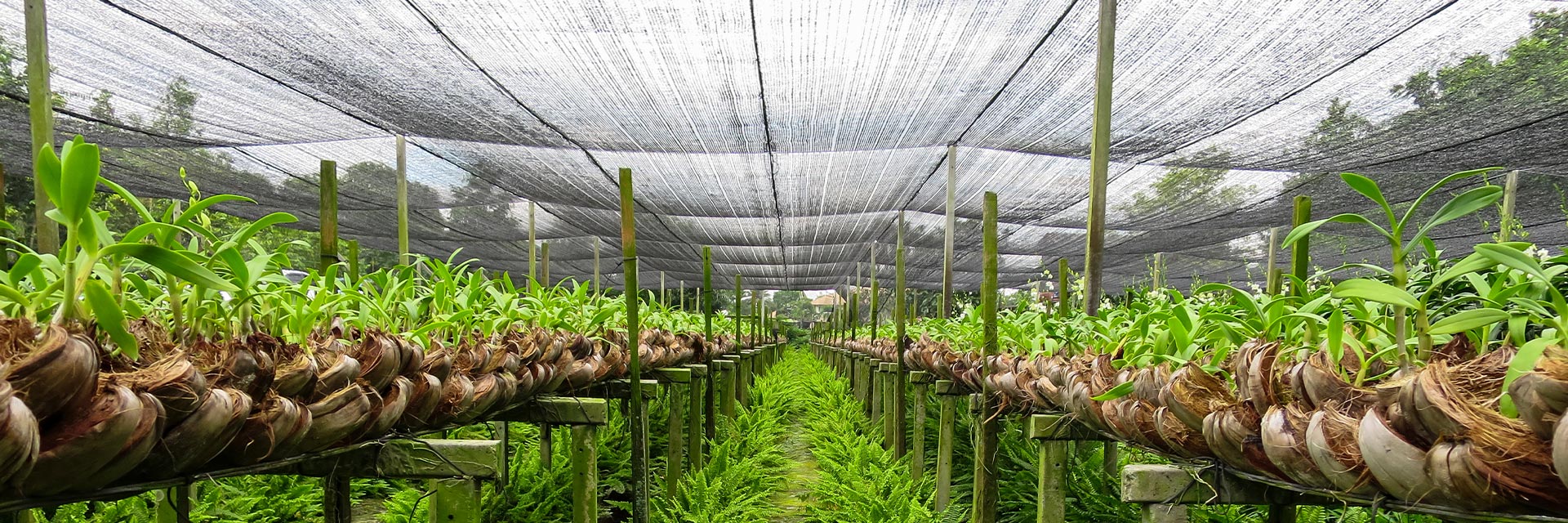 You are currently viewing All About Greenhouse Shade Nets and Why You Should Use Them