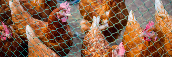 The Benefits of Using Range Nets in Free Range Poultry