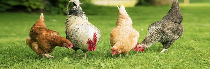 Which Chicken Breeds Are Best for Free Range? Philippine Ranging Nets Answers
