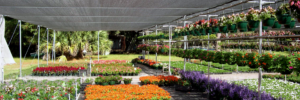 Read more about the article Why Greenhouse Shade Nets Are Every Plantitos and Plantitas’ BFF