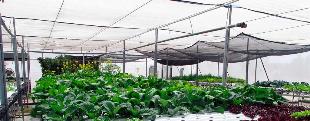 Greenhouse shade nets