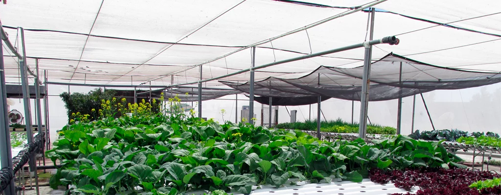 greenhouse shade nets