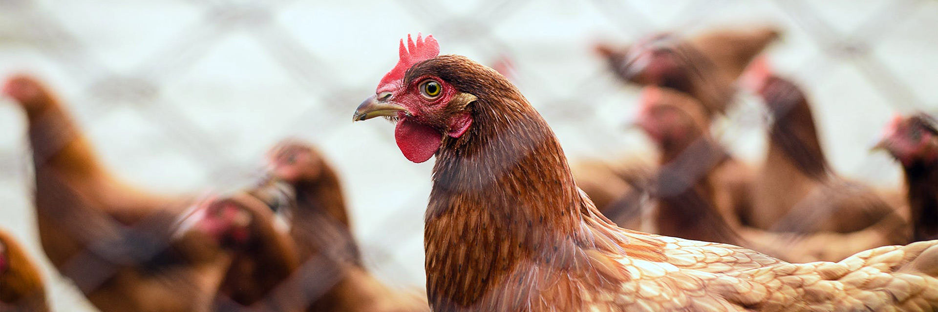 You are currently viewing What You Need to Know About Creating a Free Range Poultry Farm Startup