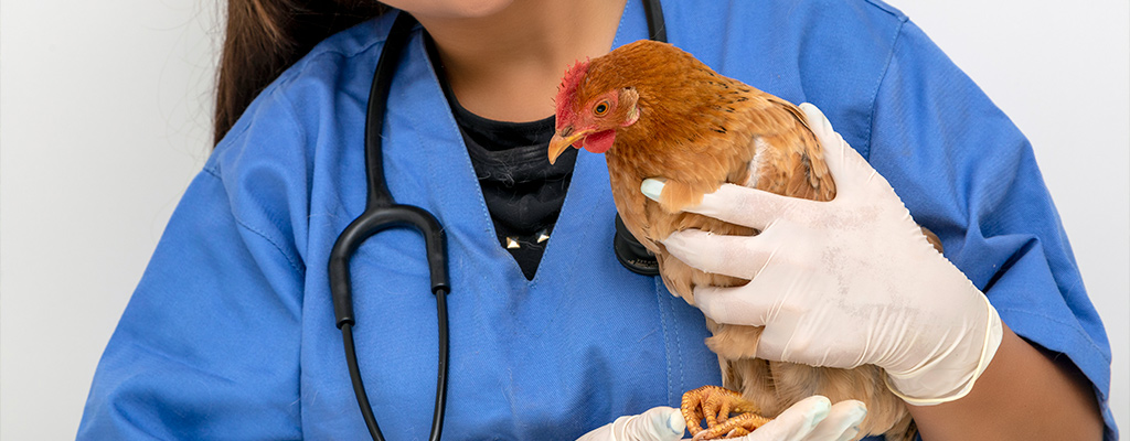 magpasuri sa doktor kung may bird flu o hindi ang inyong manok 