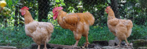Read more about the article How to Design the Best Chicken Coops With Free Range Nets
