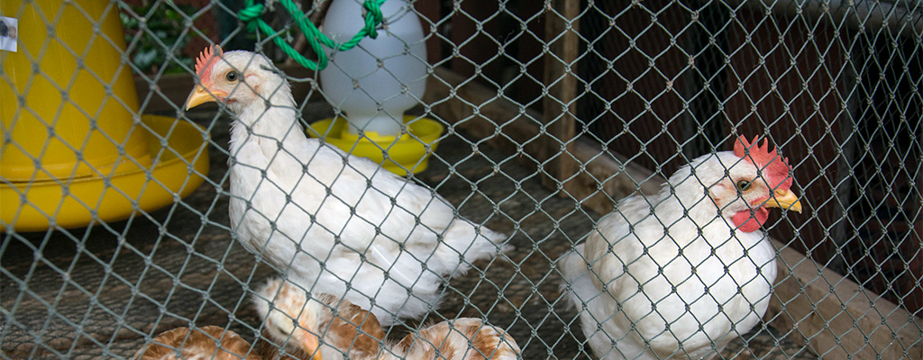 small DIY chicken coop using free range nets