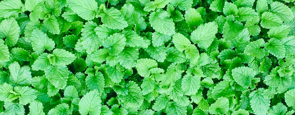 lemon balm