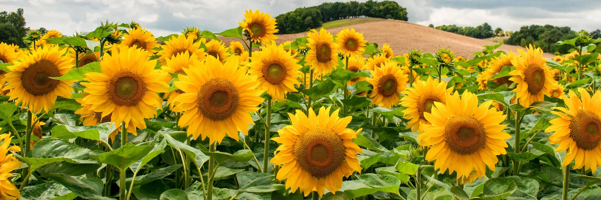 You are currently viewing Ever Heard of ‘Sunlight Plants’? Here’s Why They Need Shade Too!