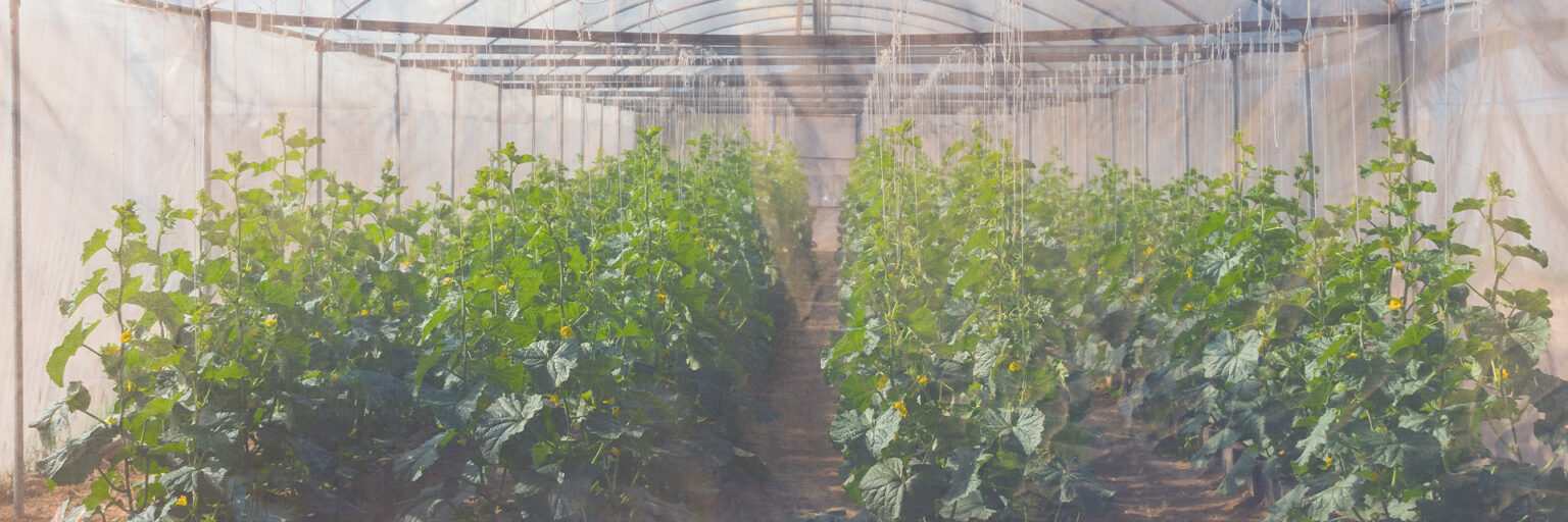 Here’s Why You Should Use Shade Nets for Your Plants This Summer
