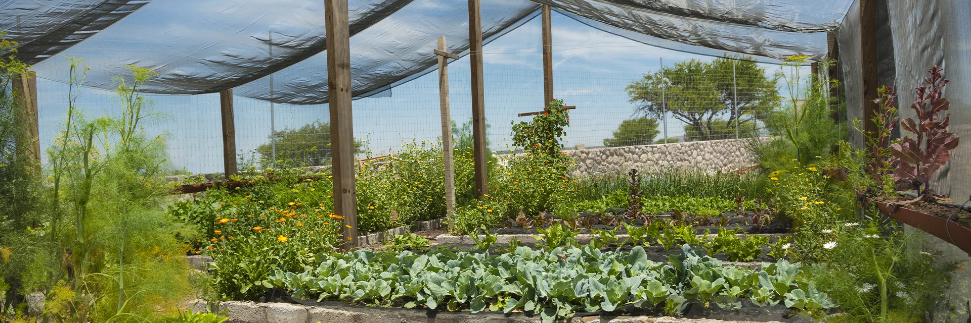 You are currently viewing What You Should Know (and Do) About The Harmful Effects of the Sunlight to Your Plants
