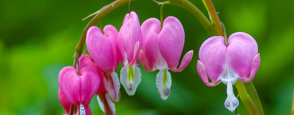 bleeding heart flower