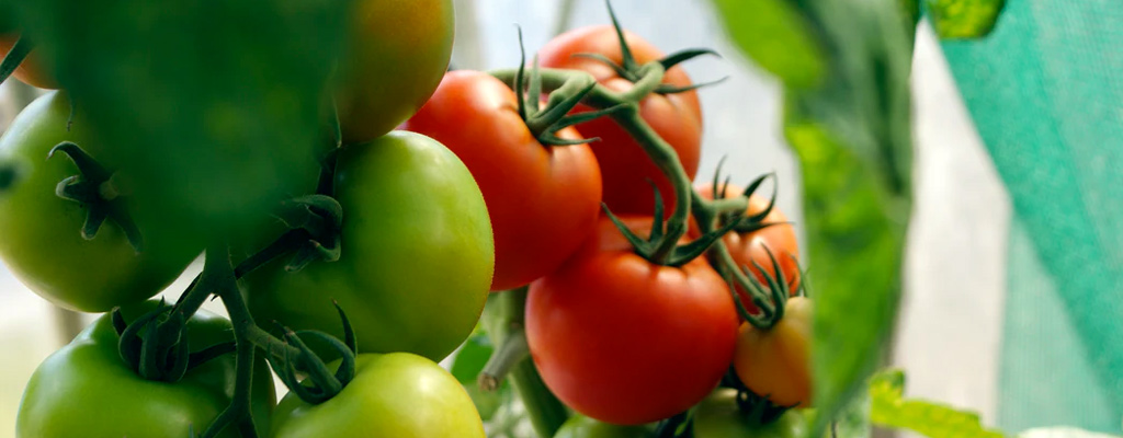 tomato plant