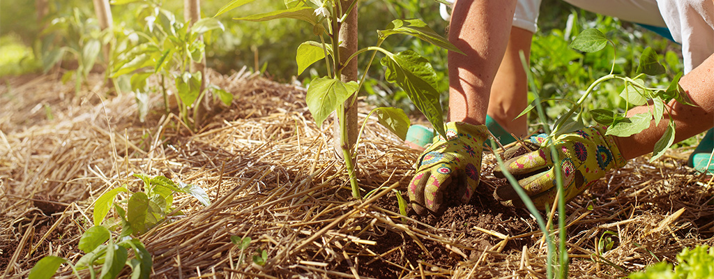 pairing shade nets with mulch