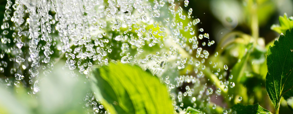 watering plants