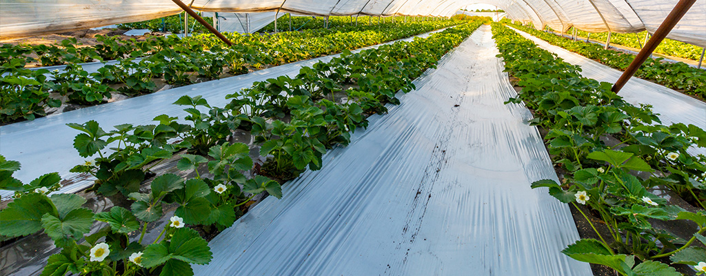 floating row covers and shade nets can both protect plants from heat