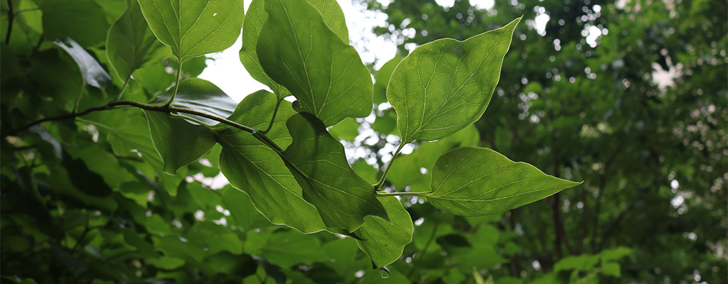 shade from bigger plants can help smaller plants