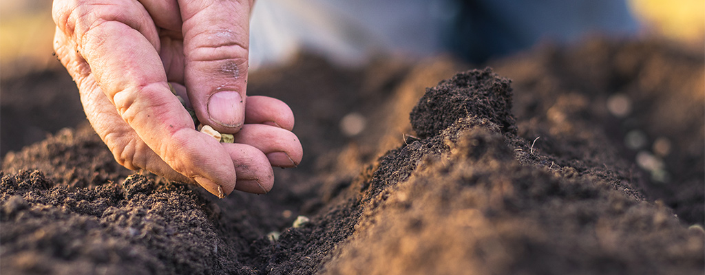 planting seeds