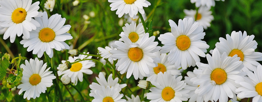 daisies