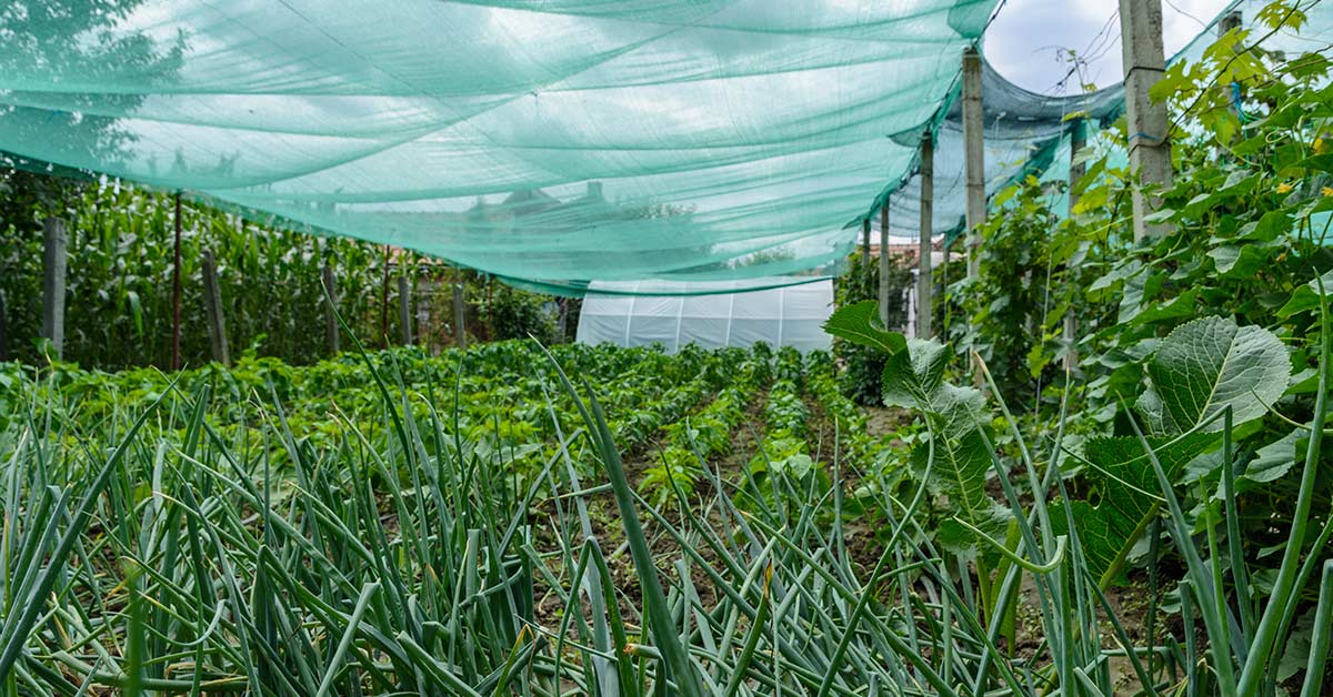 6 Reasons Why Garden Netting Is All You Need to Protect Your Plants All