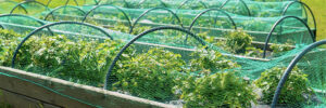 Read more about the article How to Build a Great Garden Netting Frame For Your Garden Raised Beds