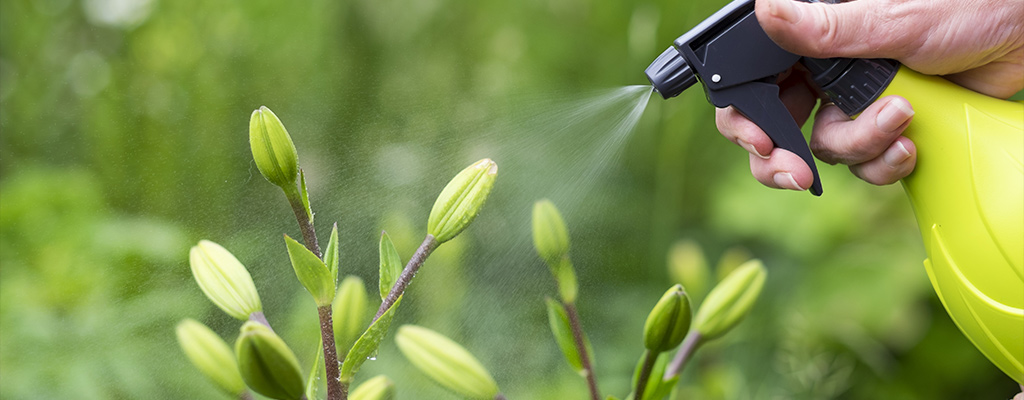 The sunlight effect in plants via humidity