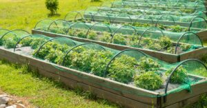 Read more about the article Plant Protection 101: A Guide to Efficient Garden Netting