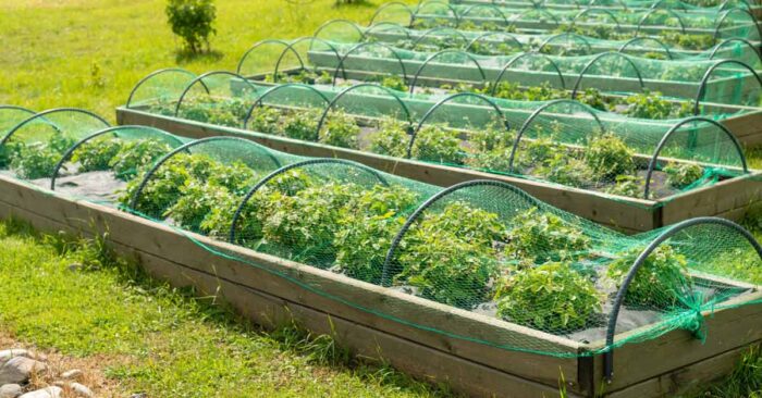 Plant Protection 101: A Guide to Efficient Garden Netting